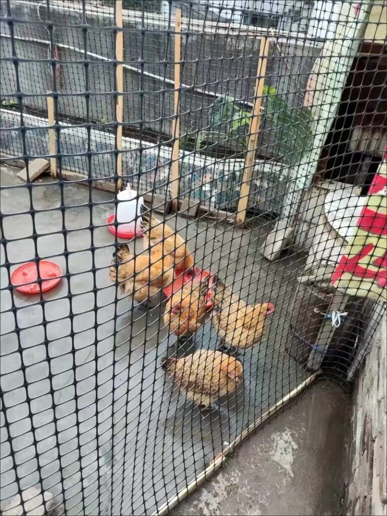 Lưới nhựa rào gà