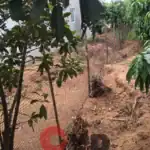 Lưới Nhựa Làm Rào Vườn Cây Ăn Trái: Nhẹ, Dẻo, Dễ Thi Công