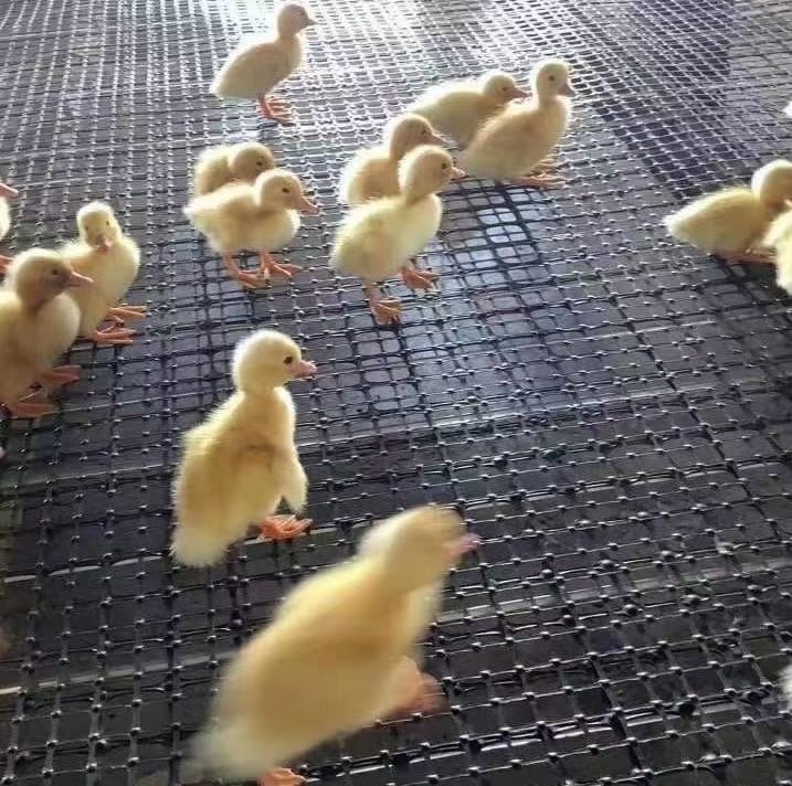 Lưới nhựa ô 2cm làm chuồng trại