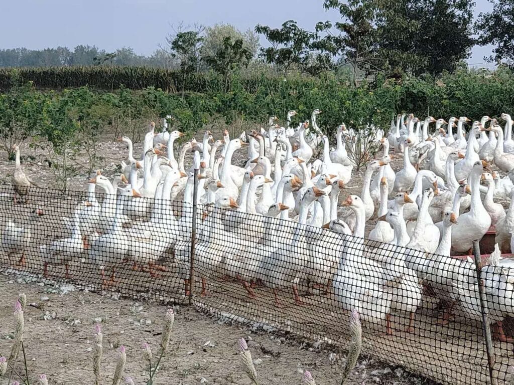 Thi công lưới nhựa làm hàng rào